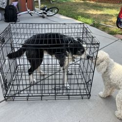 Large Dog Kennel  