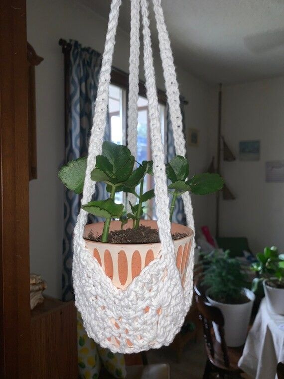 House Plant