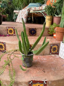 Stapelia Gigantea 9 T