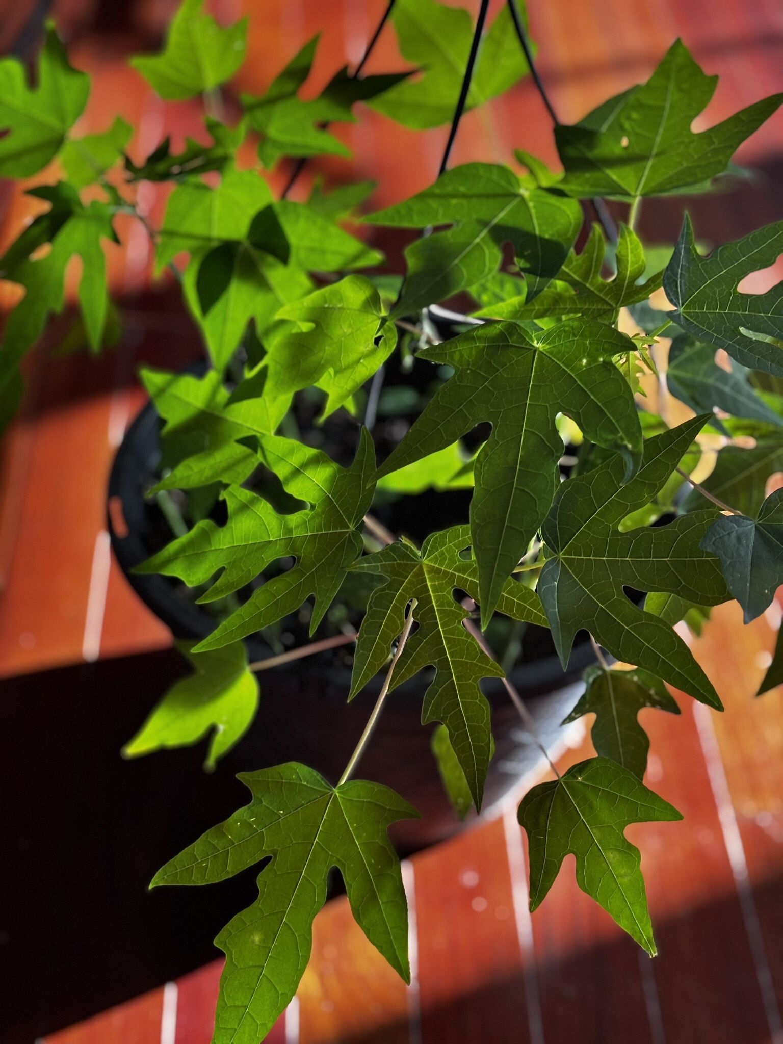 Papaya Tree Saplings