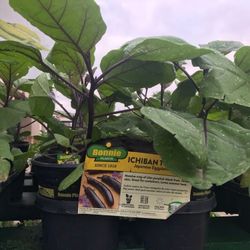 3 Ichiban Eggplant Seedling Plants Fully Rooted Ready To Fruit