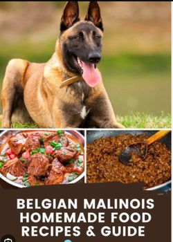 Belgian Malinios