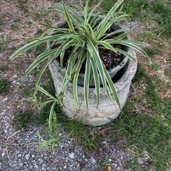 Spider Plant