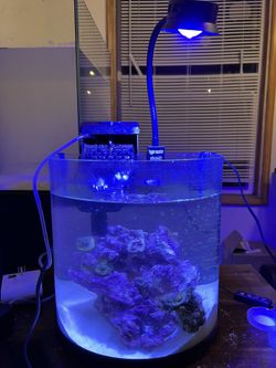 Curved Bowfront 5 Gallon Nano Tank 