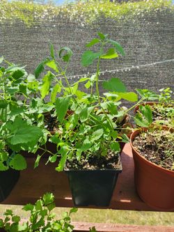 Organic catnip plants