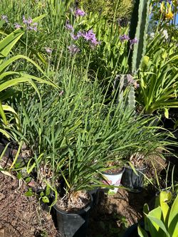 Garlic 🧄 plants