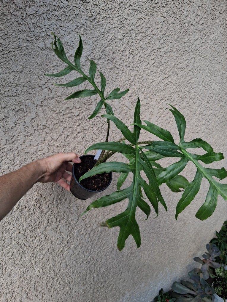 RARE Alocasia BRANCIFOLIA Plant $25