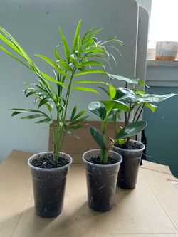 Set of 3 Small Houseplants