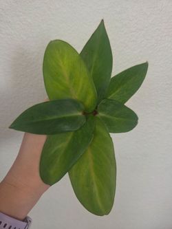 Philodendron Painted Lady Plant Cuttings
