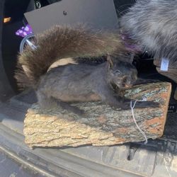 Taxidermy Squirrel!! $125!!