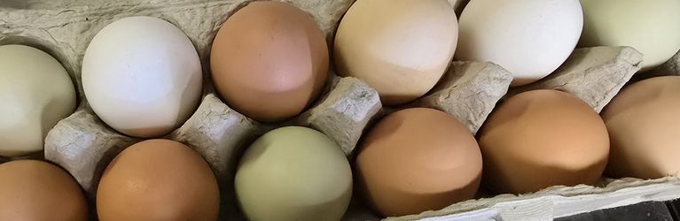 Farm Fresh Organic Non GMO Free Range Chicken Eggs $8 Doz