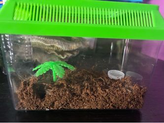 Enclosure set up (tarantula)