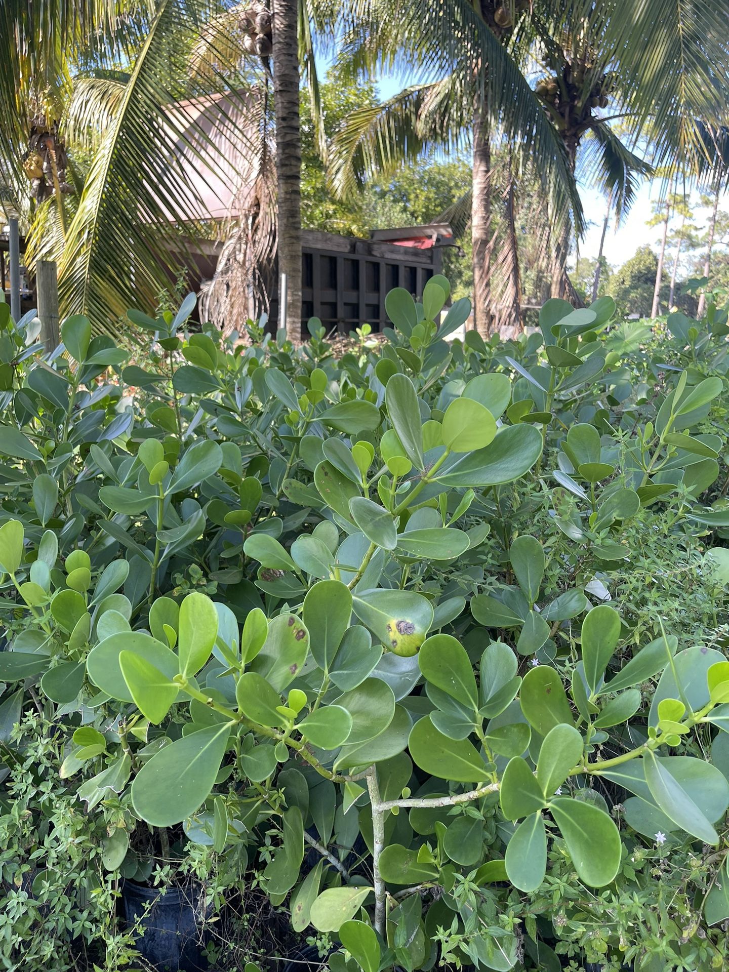 Caloosa Plants