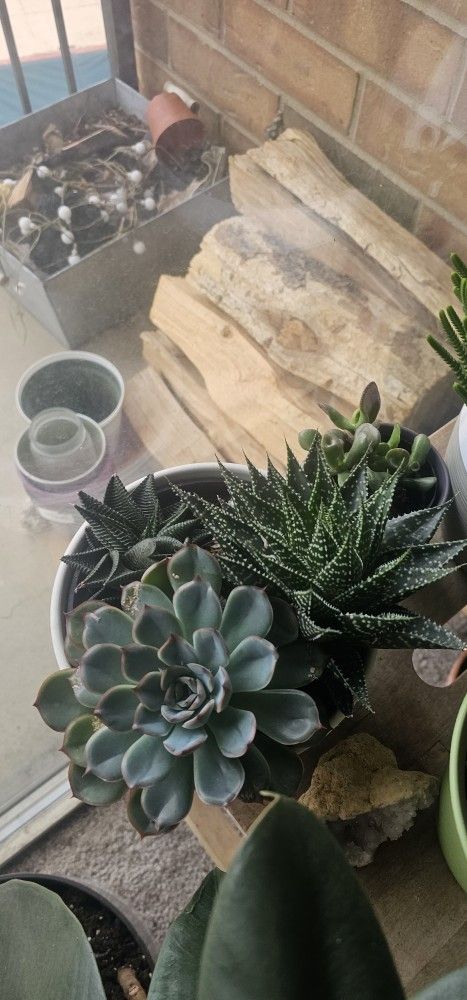 Succulents Combo