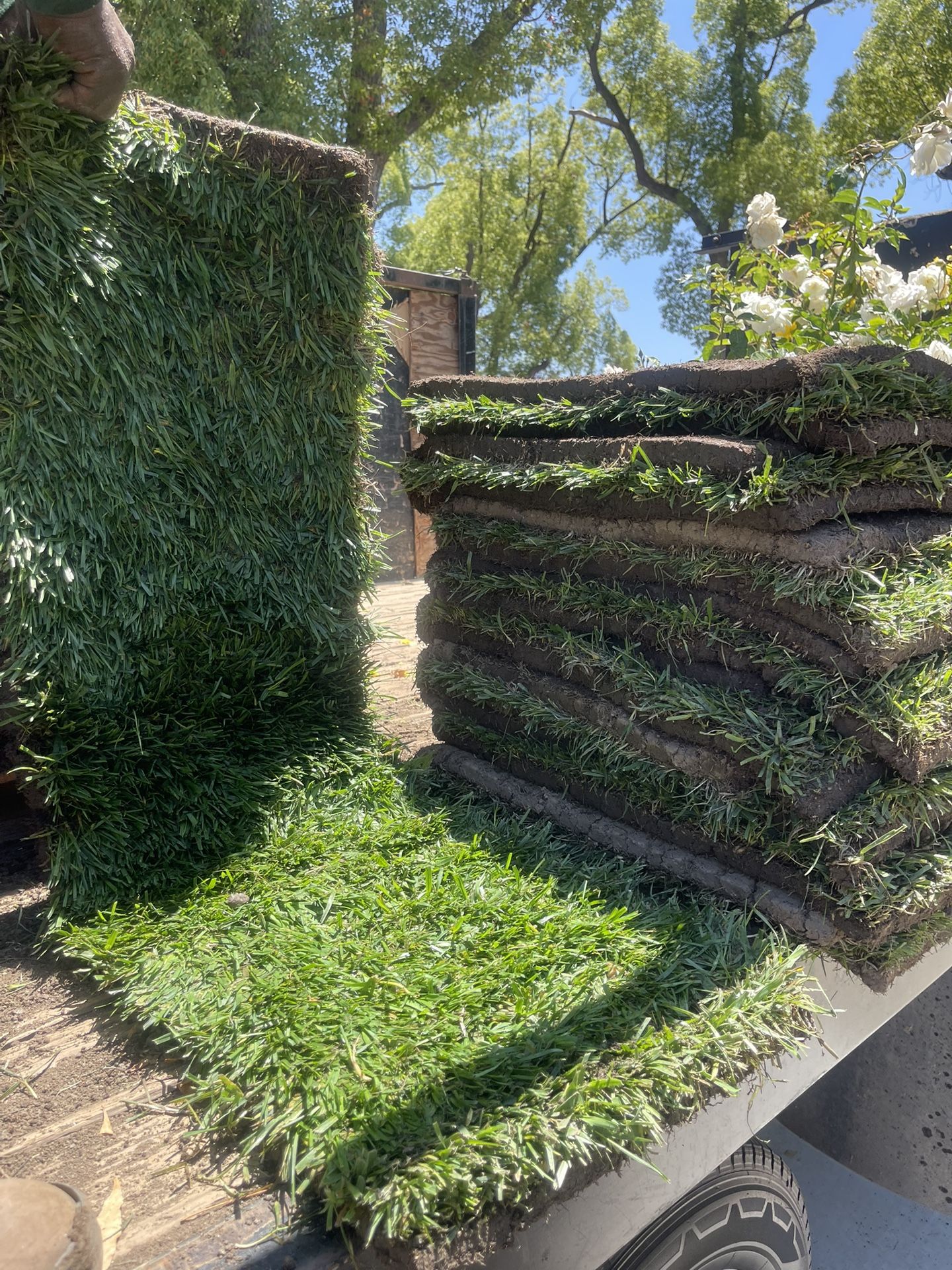 Grass And Sprinklers 
