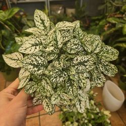Hypoestes 'Splash white'
6" 

