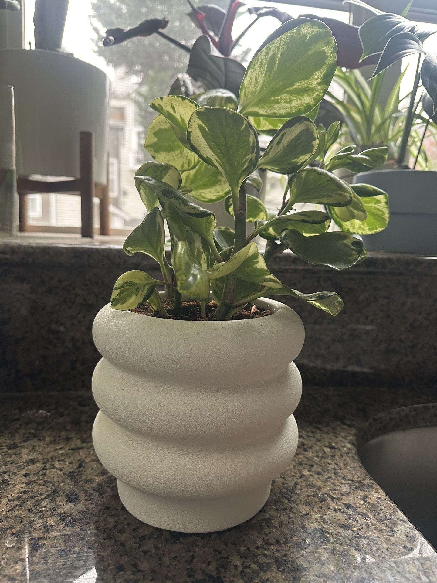 Variegata Plant