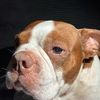 Andrew