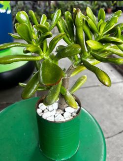 Nice Crassula Ovata In A Small Tin Can Measuring 4” By 4”