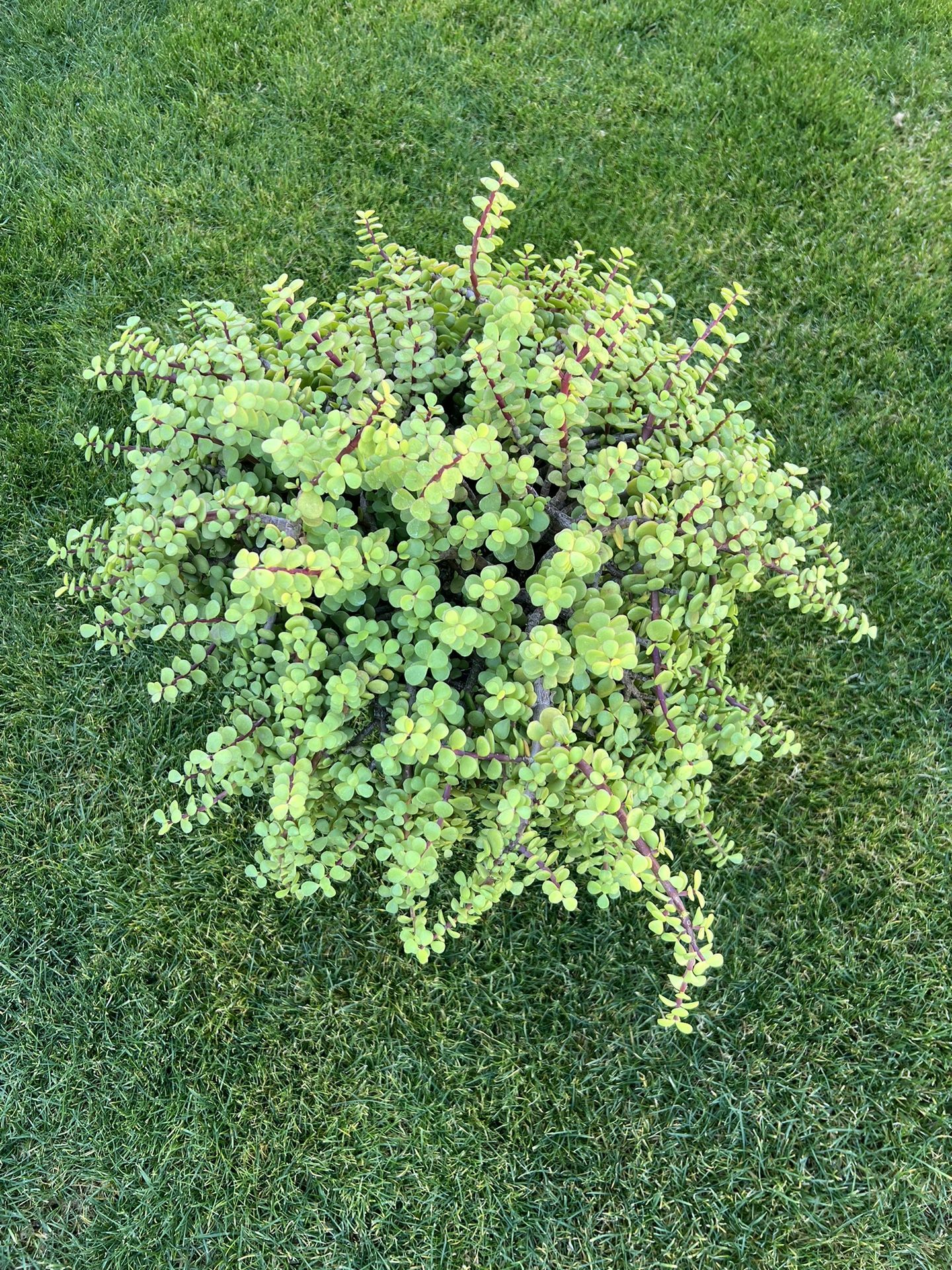 Elephant Bush Succulent