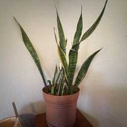 Snake Plant 3 Feet