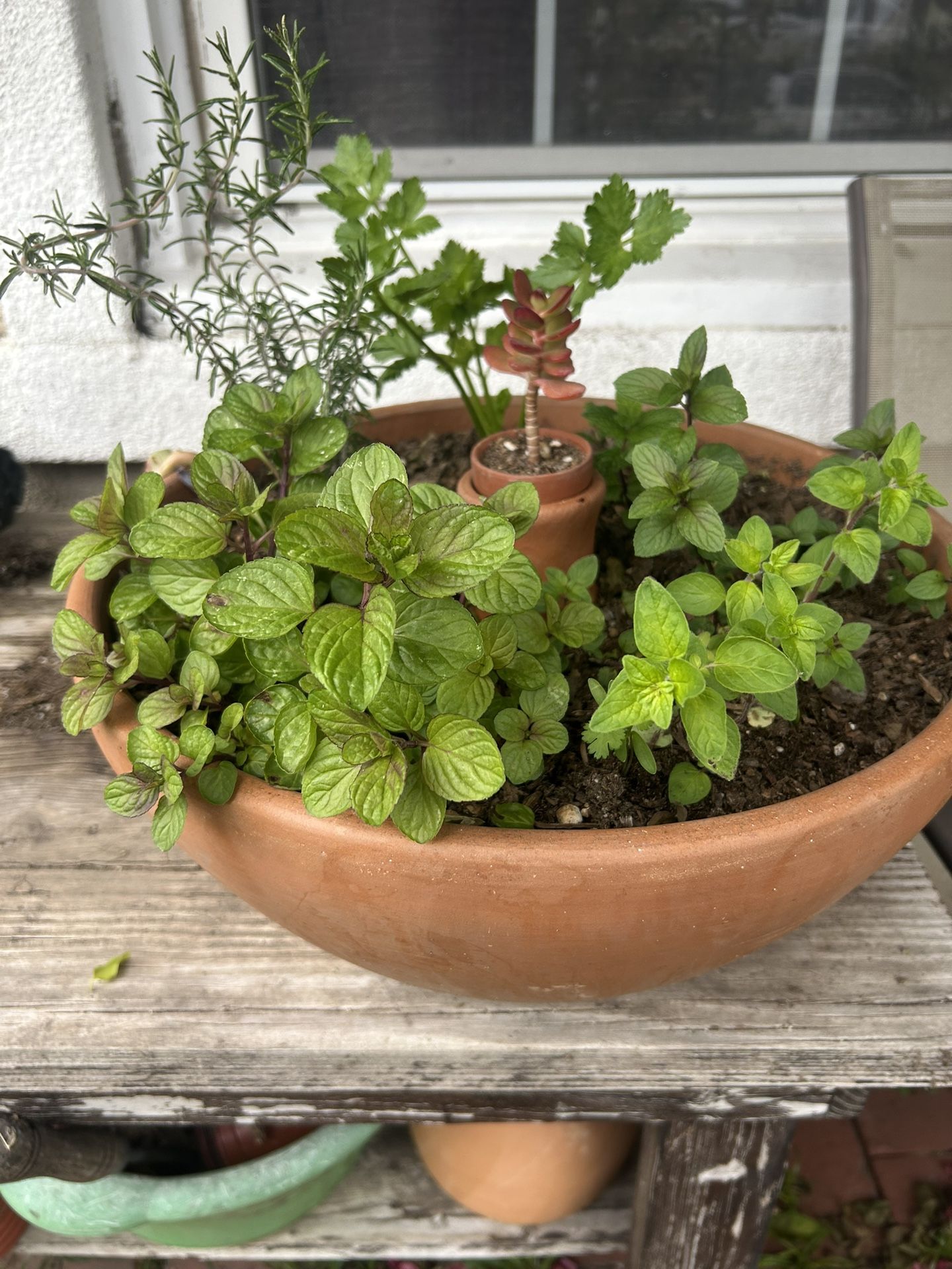 15 in Garden Clay Bowl With Self Watering Clay Olla