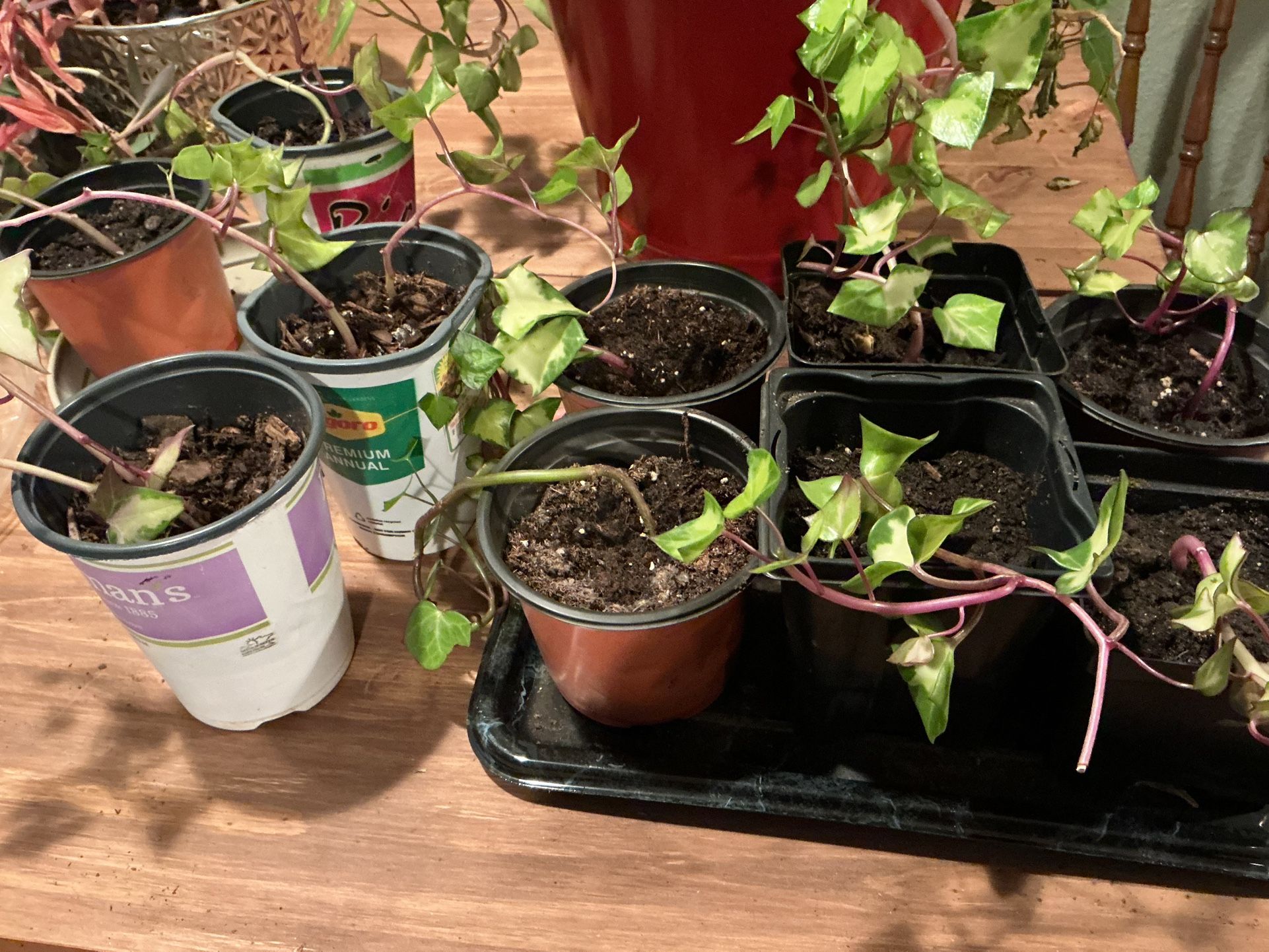 Starter Ivy Plants
