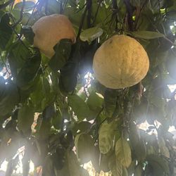 Chinese Grapefruit Everything On This Post Is One Dollar Each