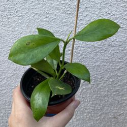 Beautiful Hoya Obscura Plant