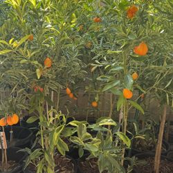 Large Variegated Kumquat with fruits 