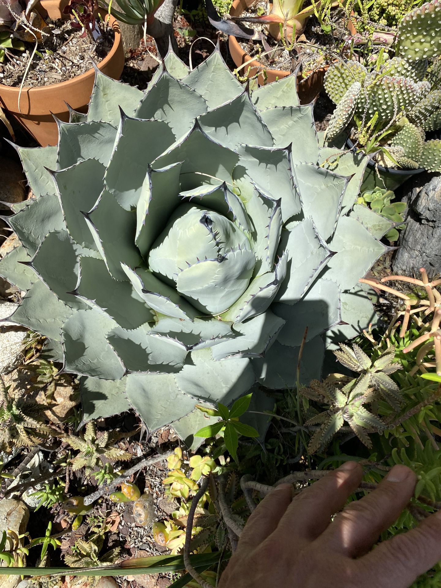 Agave Pup (See Pics)