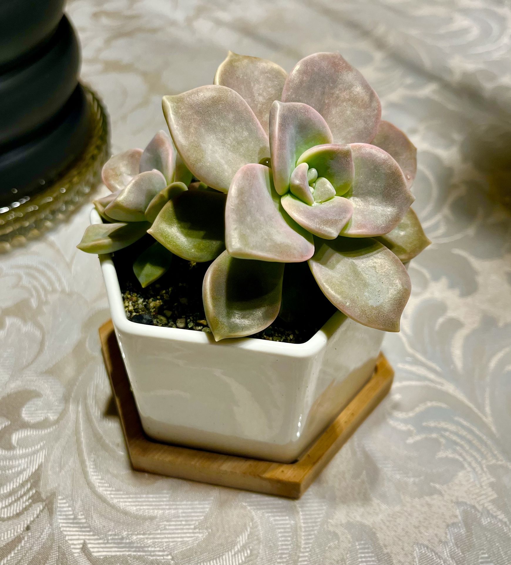 Blooming Succulent Plant In Modern Planter