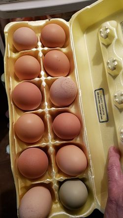 Farm Fresh Eggs