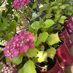 Well Established Blooming Hydrangea Beautiful Perennial Plant.
