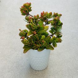 Succulents plants 🪴