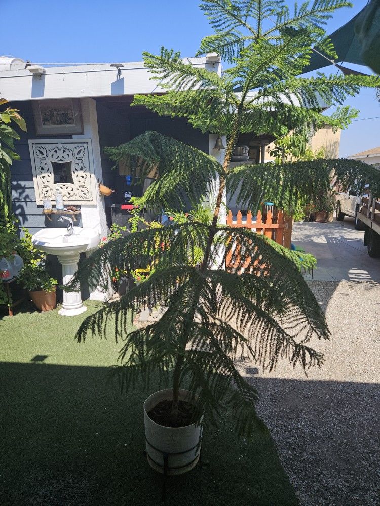 Norfolk Island Pine