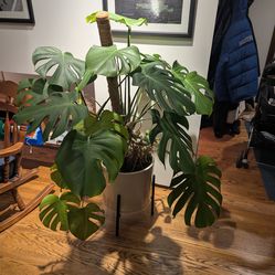 4 ft Monstera, plant no planter