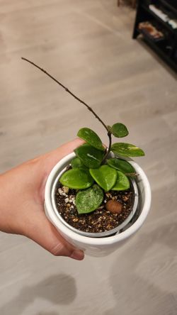Hoya Mathilde splash