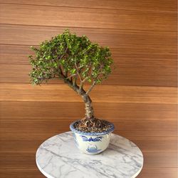 Bonsai Jade