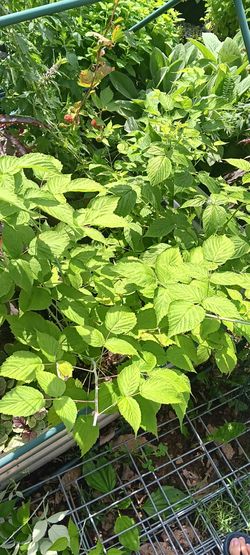 Raspberry plants