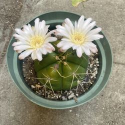Cactus Blooming Plant, In 8 Inch Pot Pick Up Only