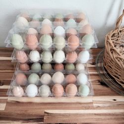 Fertilized Starlight Eggers And Mixed Breads