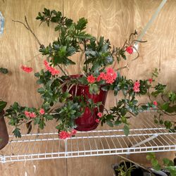 Flaming Mating potted Plant Flowers Live