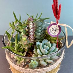 Glass/fabric Succulent Collection. Sammamish, Beaver Lake 