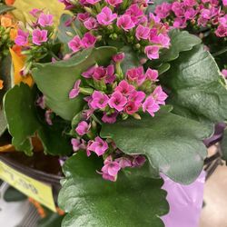 Beautiful  Kalanchoe Plant Succulents Plant 🪴 