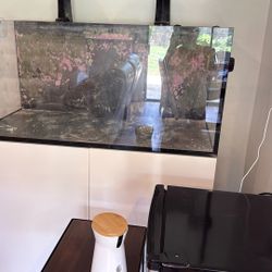 Fish Tank 