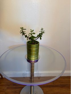 Plant