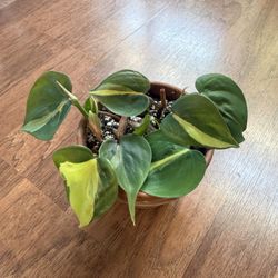 Philodendron Brasil Plant In Terracotta Pot + Free Bird Of Paradise Plant Starter