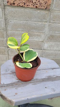 Hoya kerrii heart plant .