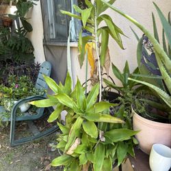 Plantas For Sale